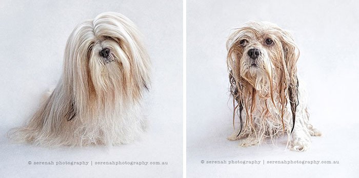 27 кумедних собак, до та після прийняття ванни (ФОТО)