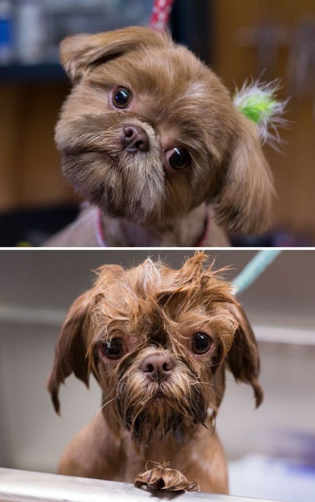 27 забавных собак, до и после принятия ванны