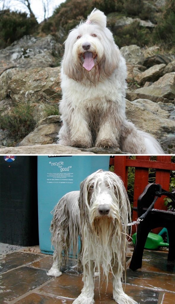 27 забавных собак, до и после принятия ванны