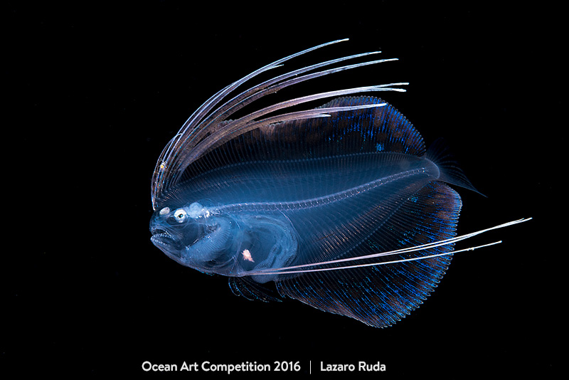 Победители конкурса Ocean Art Photography 2016