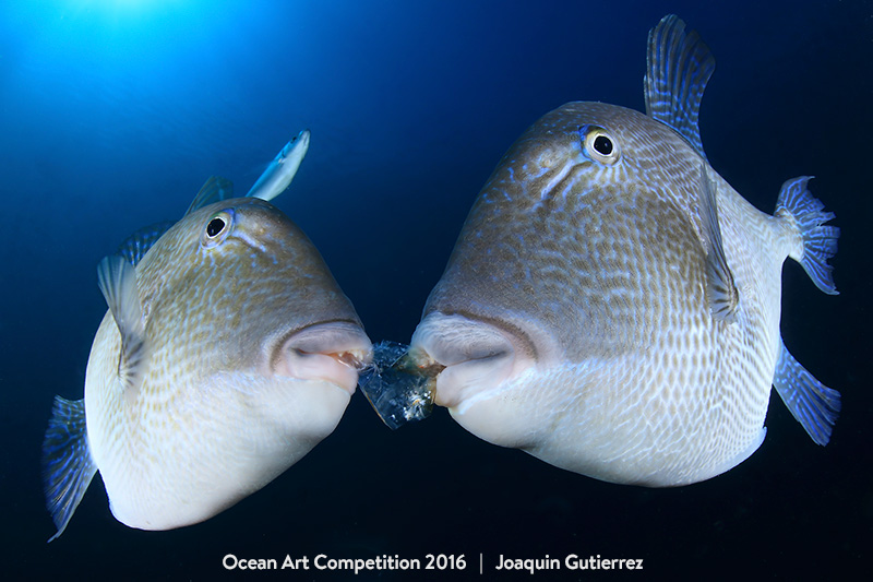 Победители конкурса Ocean Art Photography 2016
