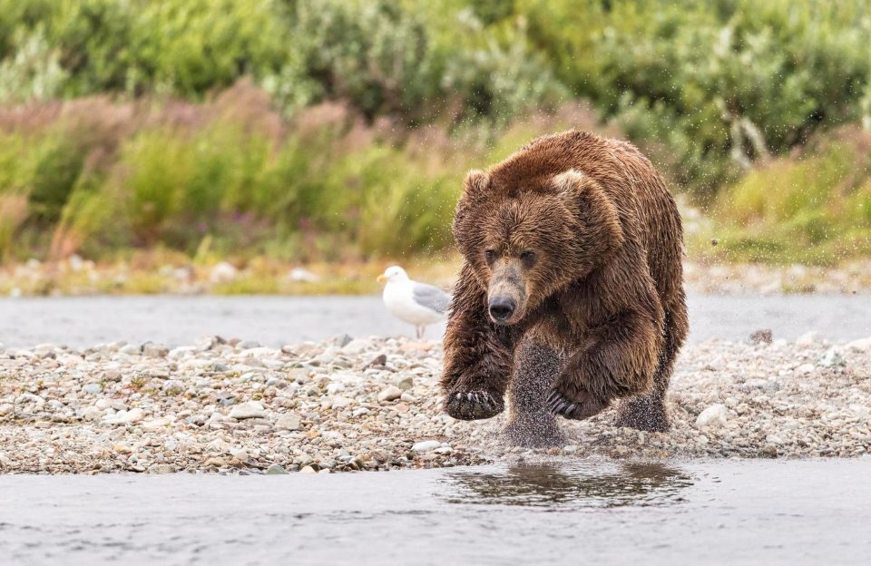 Полет медведя во время охоты на лосося