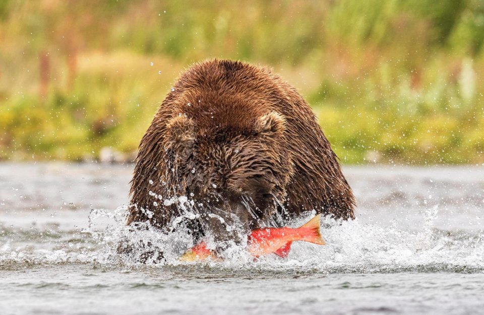 Полет медведя во время охоты на лосося