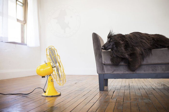 Собаки и вентиляторы