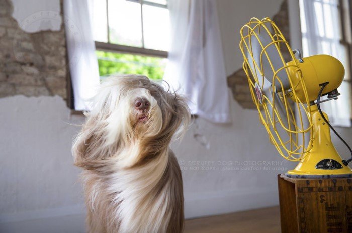 Собаки и вентиляторы