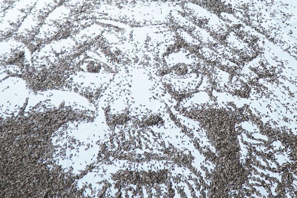 Художница создала портрет из 20 000 семечек