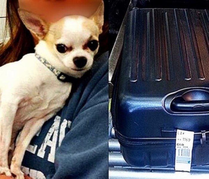 samye-strannye-naxodki-sluzhby-bezopasnosti-v-aeroportax-3 Самые странные находки службы безопасности в аэропортах