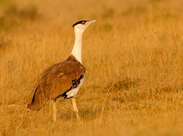 25 самых редких птиц в мире