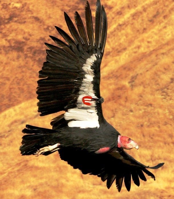 25 самых редких птиц в мире