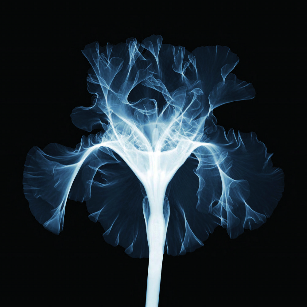 Удивительные рентгеновские фотографии Ника Визи