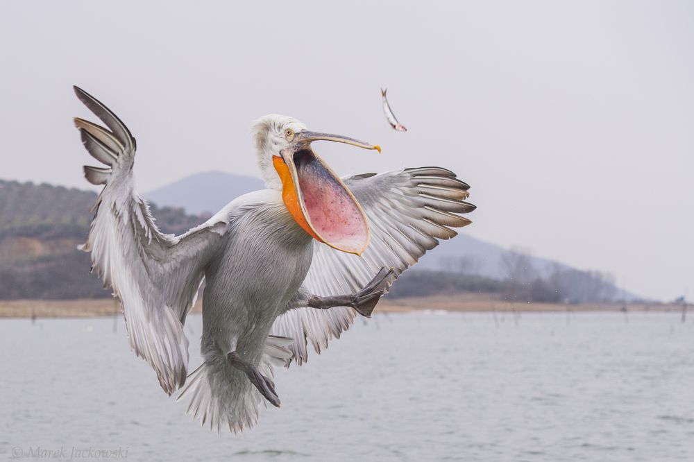 Дикие птицы: фотограф Марек Яцковский