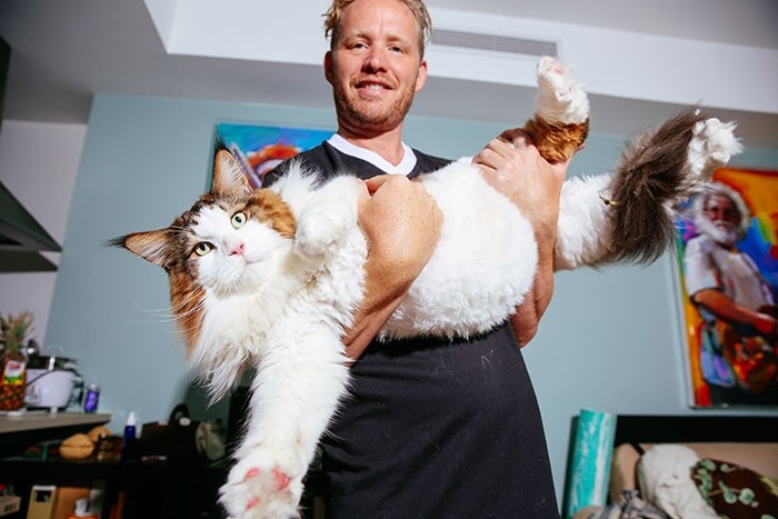 Самсон — большой кот из Нью-Йорка весом почти 13 килограмм