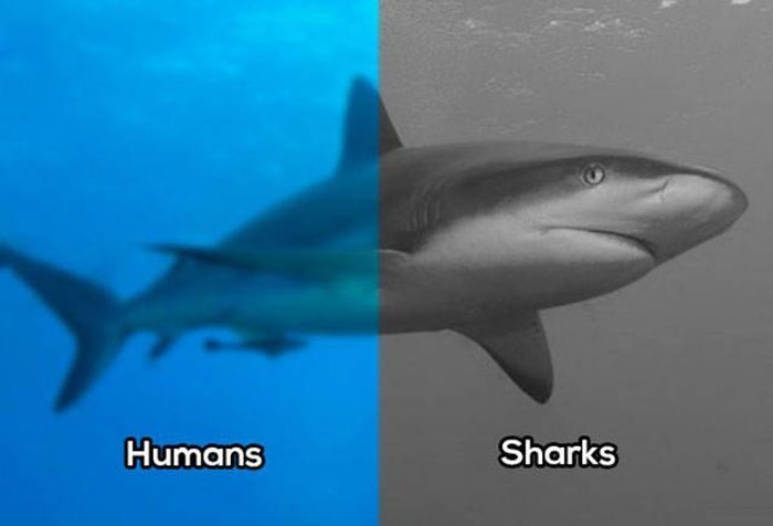 Сравнение зрения человека со зрением различных животных