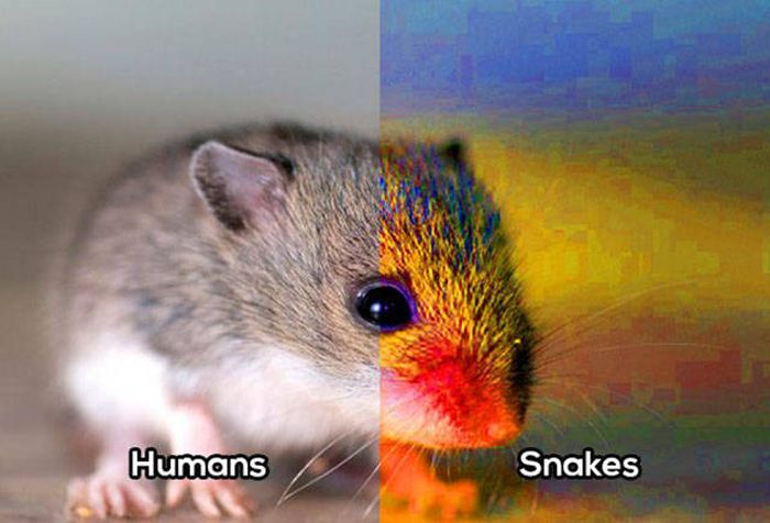 Сравнение зрения человека со зрением различных животных