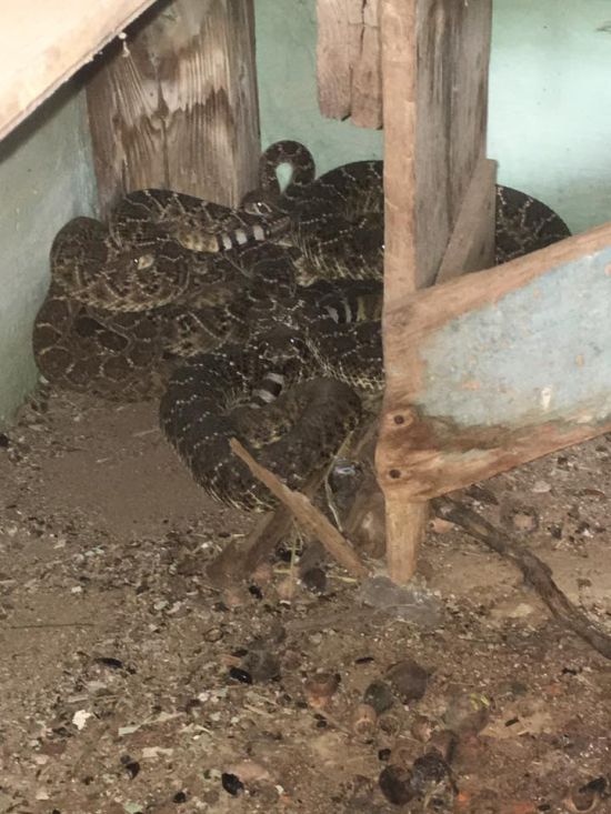 Житель Техаса обнаружил в своем доме змеиное логово