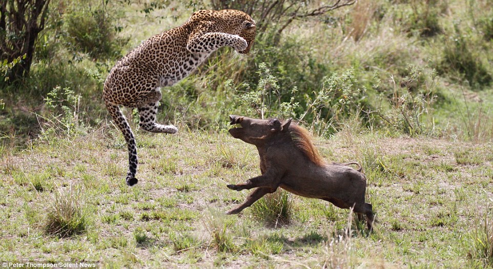 Охота летающего леопарда