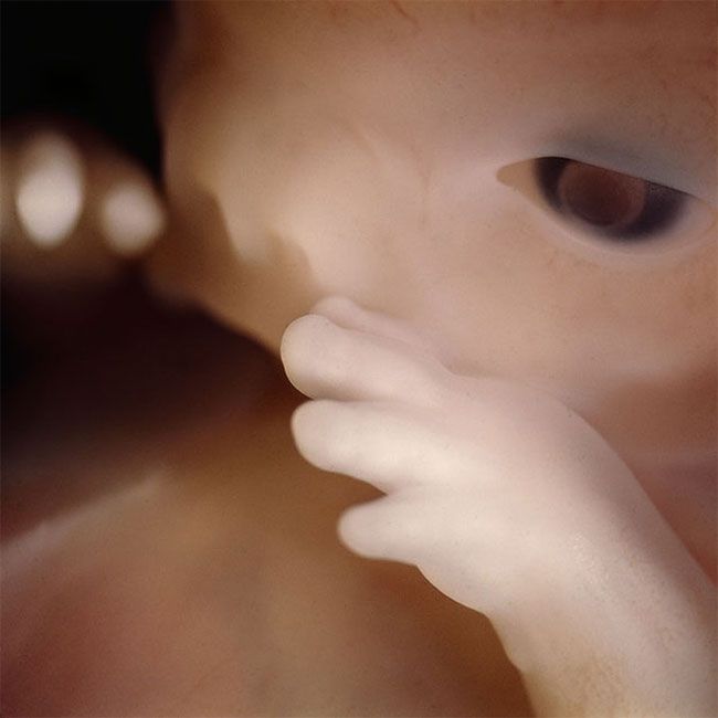 Фотограф 12 лет снимал как плод развивается в утробе