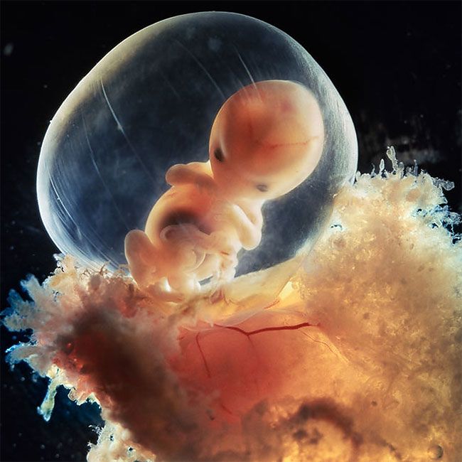 Фотограф 12 лет снимал как плод развивается в утробе