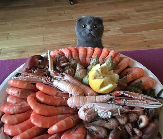 Когда коты охотятся за вашей едой
