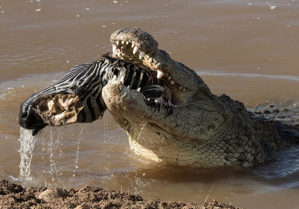 Крокодил пытается проглотить голову зебры