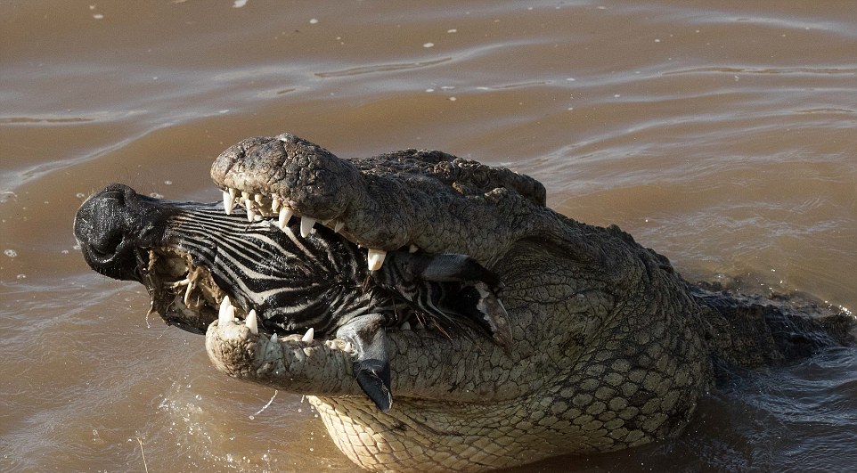 Крокодил пытается проглотить голову зебры
