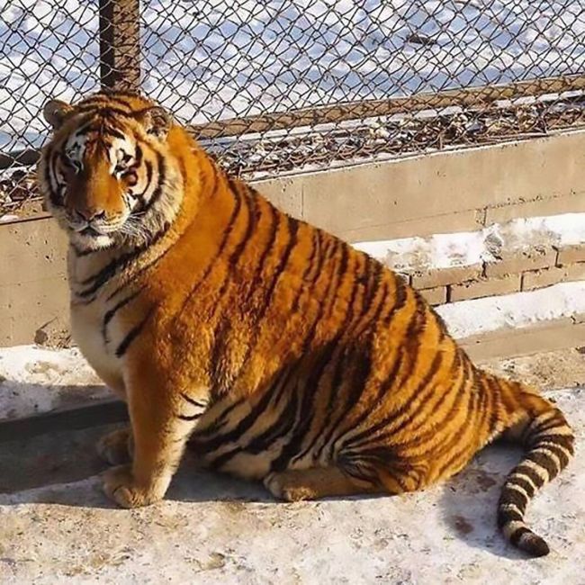 В китайском зоопарке амурские тигры растолстели