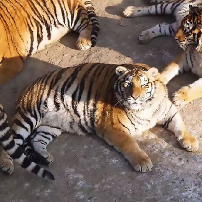В китайском зоопарке амурские тигры растолстели