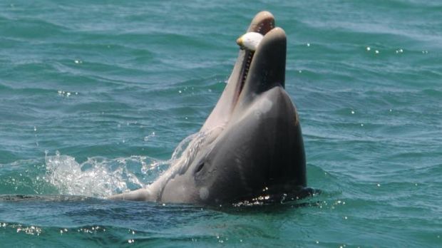 Рыба фугу помогает прибалдеть австралийским дельфинам