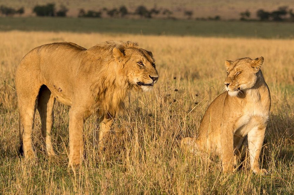 Африканские животные в объективе Правира Пателя
