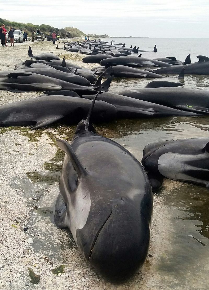 На побережье Новой Зеландии выбросились 416 дельфинов