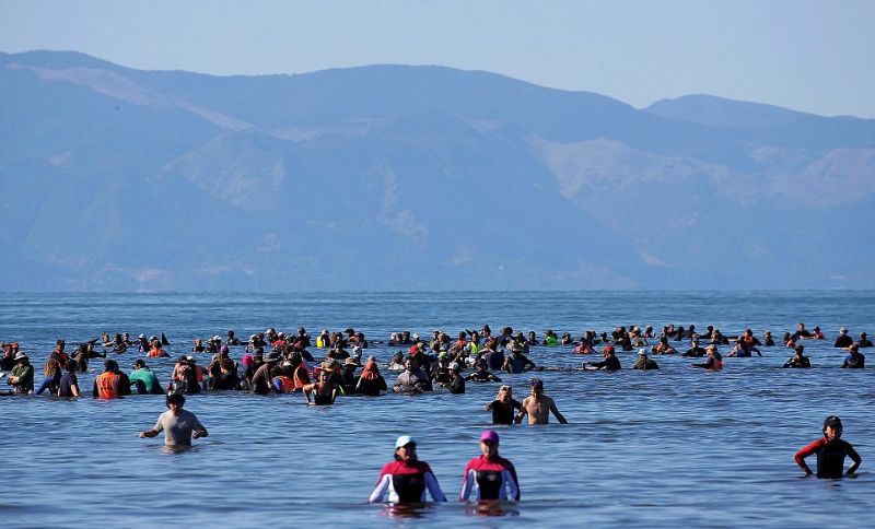 На побережье Новой Зеландии выбросились 416 дельфинов