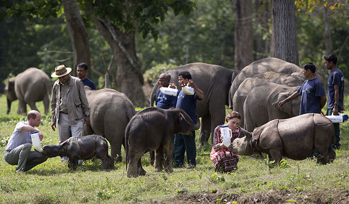 В индийском парке ради спасения носорогов убивают людей