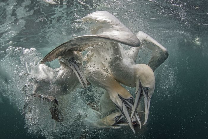 Финалисты конкурса Подводный фотограф 2017