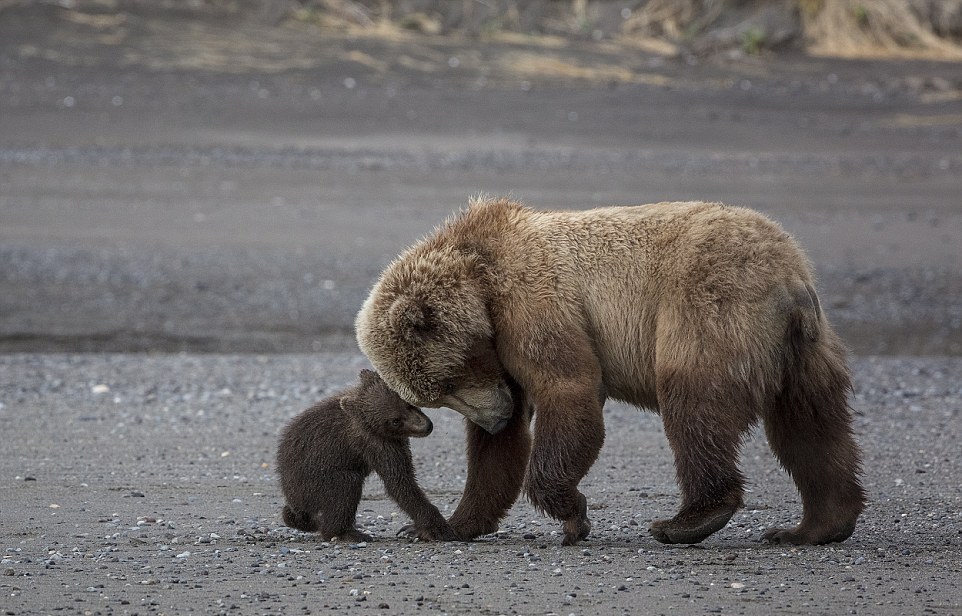 Мама-медведица со своими 4-месячными малышами