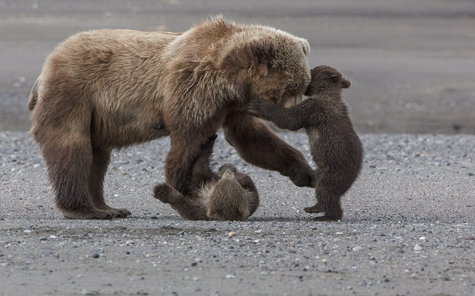 Мама-медведица со своими 4-месячными малышами