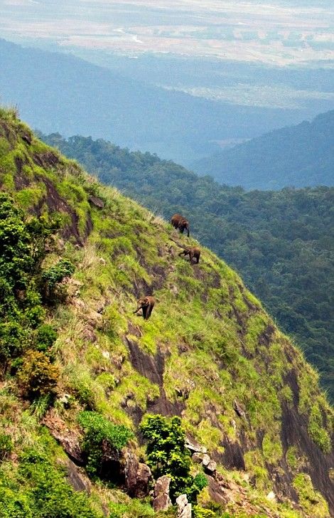 Слоны, пасущиеся высоко в горах Индии