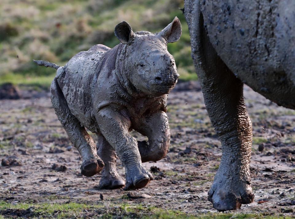Детеныш носорога резвится в грязи