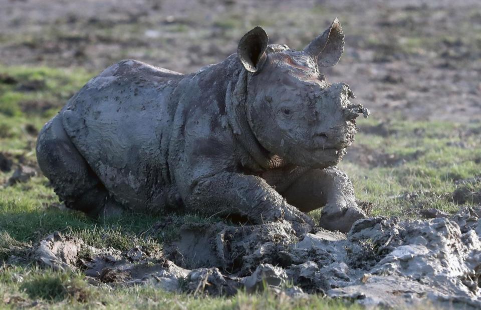 Детеныш носорога резвится в грязи