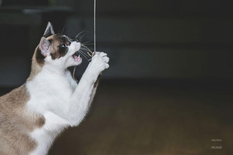 Фотографии котов-инвалидов, которые всё также прекрасны