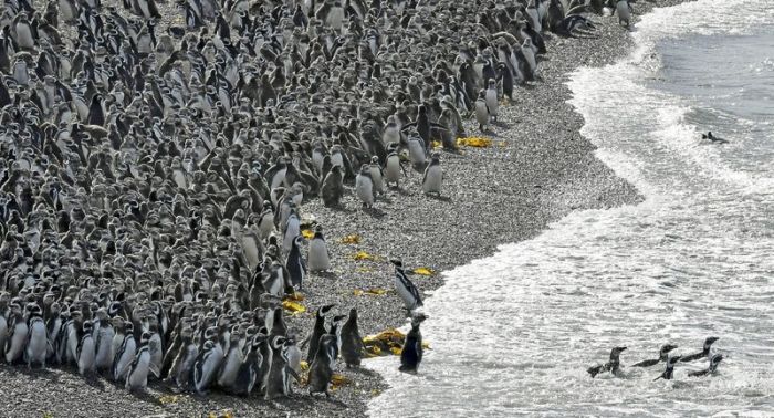 Нерест рыбы привлек в Аргентину рекордное количество пингвинов