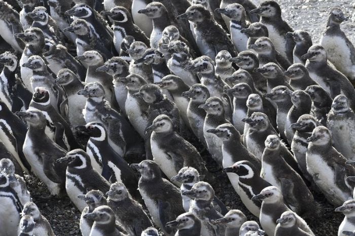 Нерест рыбы привлек в Аргентину рекордное количество пингвинов