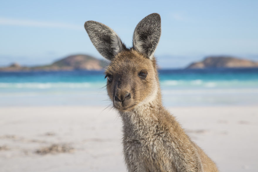 Британский фотограф 9 месяцев путешествовал по Австралии