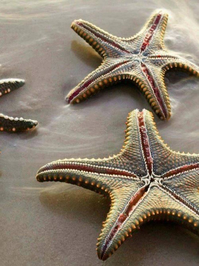 Красивые и необычные морские звезды