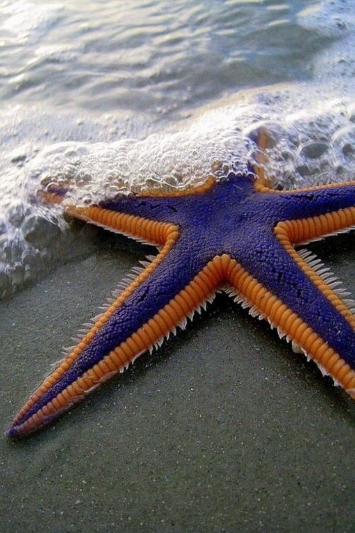 Какая звезда обитает в море. Шестиконечная морская звезда. Огромная морская звезда. Разноцветные морские звезды. Морские звезвл.
