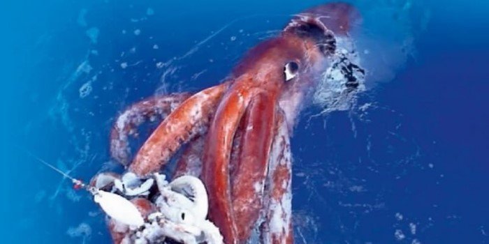 Эти чудовища из океана потрясают воображение