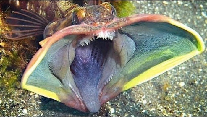 Эти чудовища из океана потрясают воображение