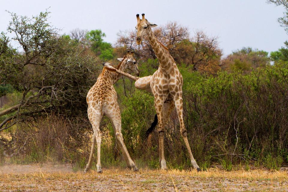 Битва жирафов в стиле кунг-фу