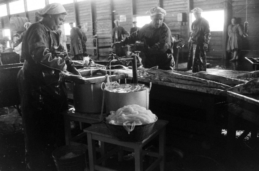 Добыча чёрной икры в Астрахани в 1960-м году