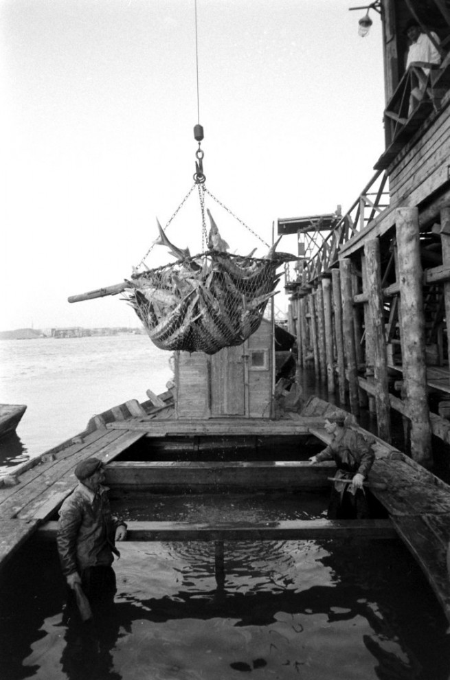 Добыча чёрной икры в Астрахани в 1960-м году