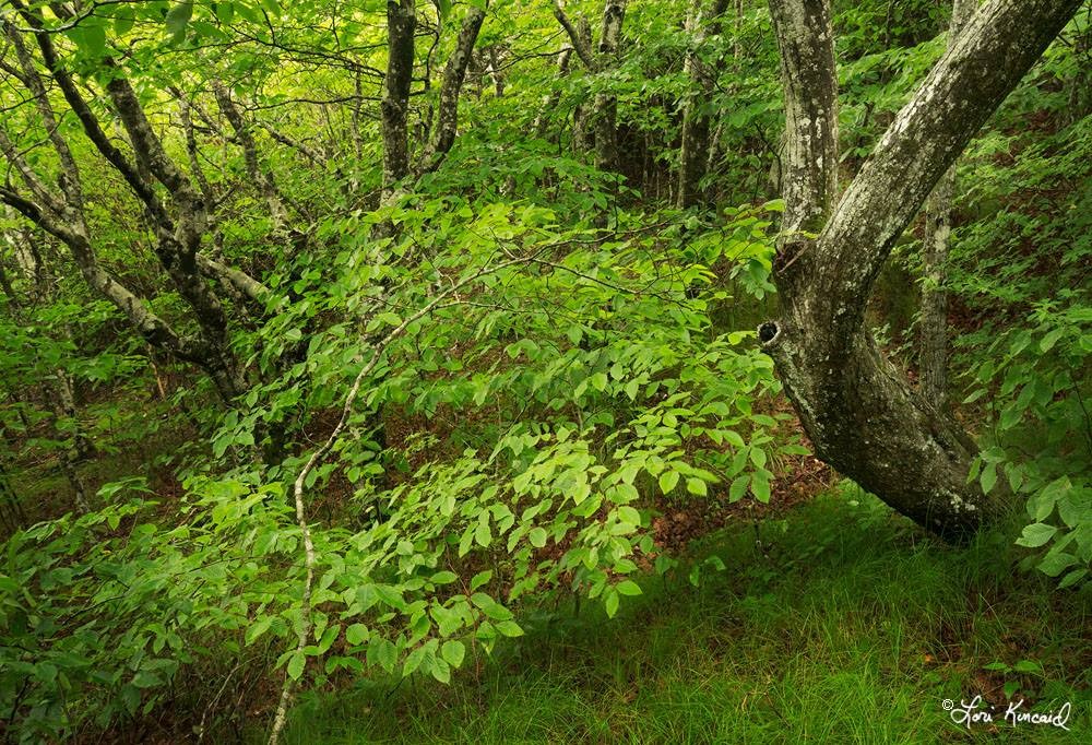 Красота природы на снимках Лори Кинкейд